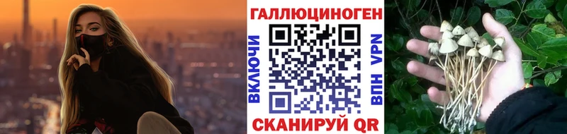 закладка  Сясьстрой  Галлюциногенные грибы прущие грибы 